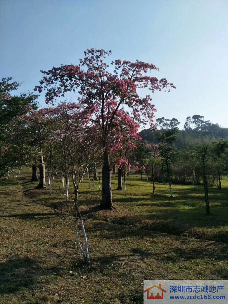 深圳小產權房